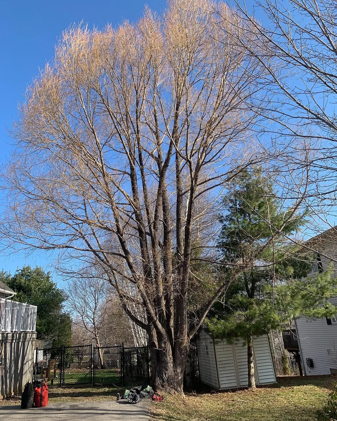 Backyard tree removal in a tight space