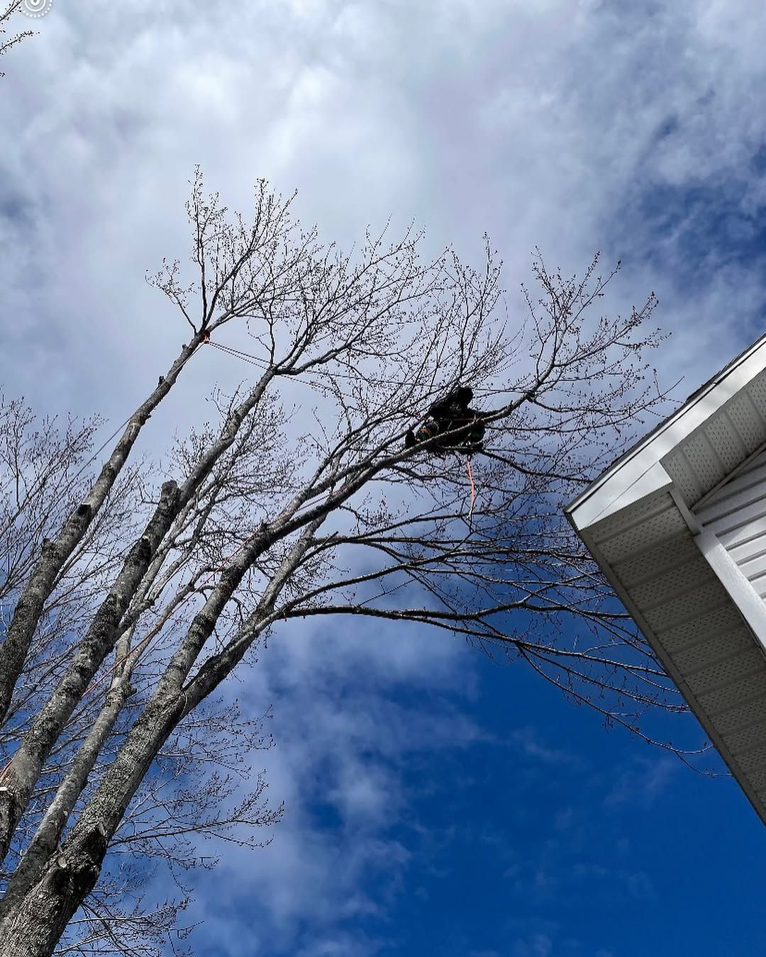 Bare trees beside a house awaiting removal