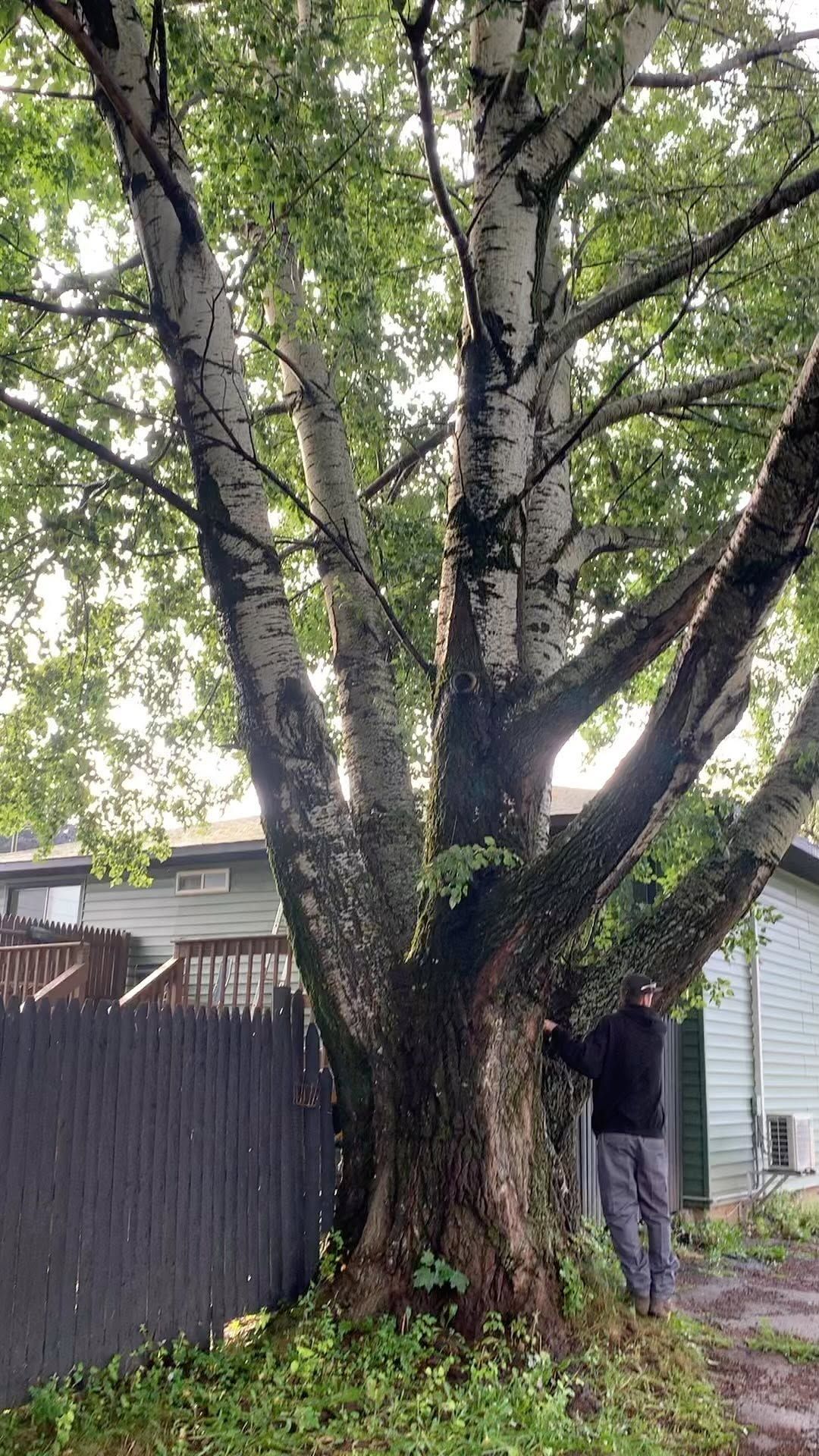 Large maple over a shed before removal