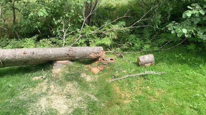 Birch removal after winter storm damage