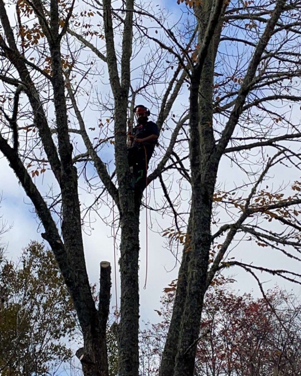 Climber dismantling a bare maple limb by limb