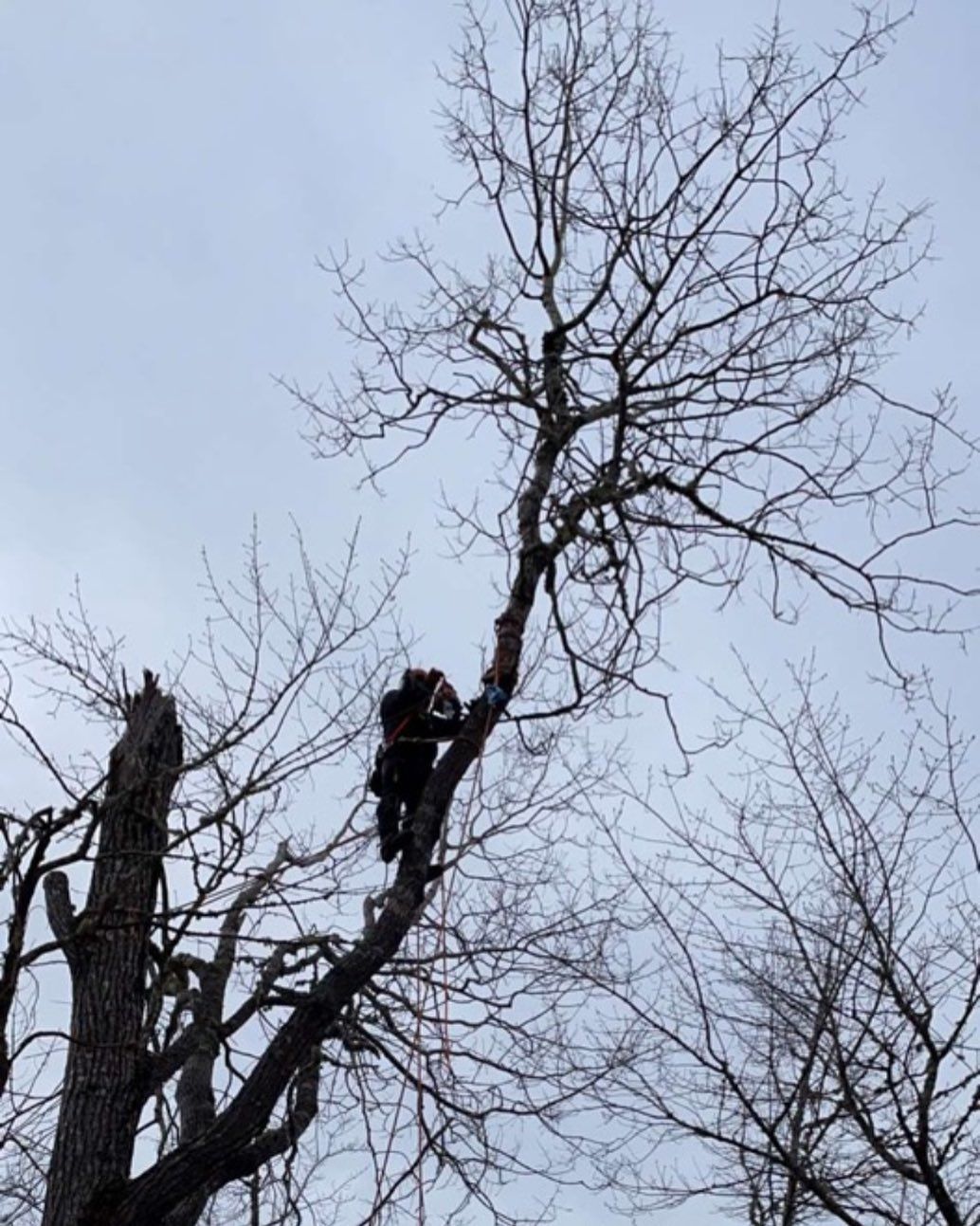 Climber silhouetted in a bare winter tree