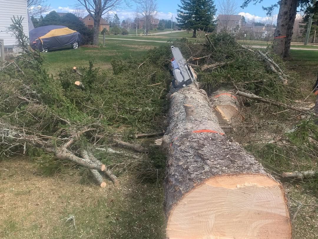 Big log felled precisely between obstacles