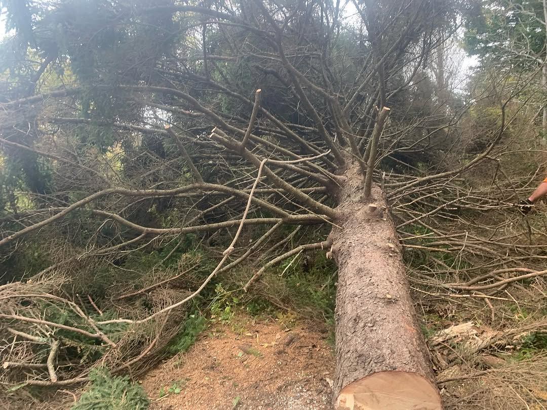Large pine felled cleanly in a clearing near Fredericton NB