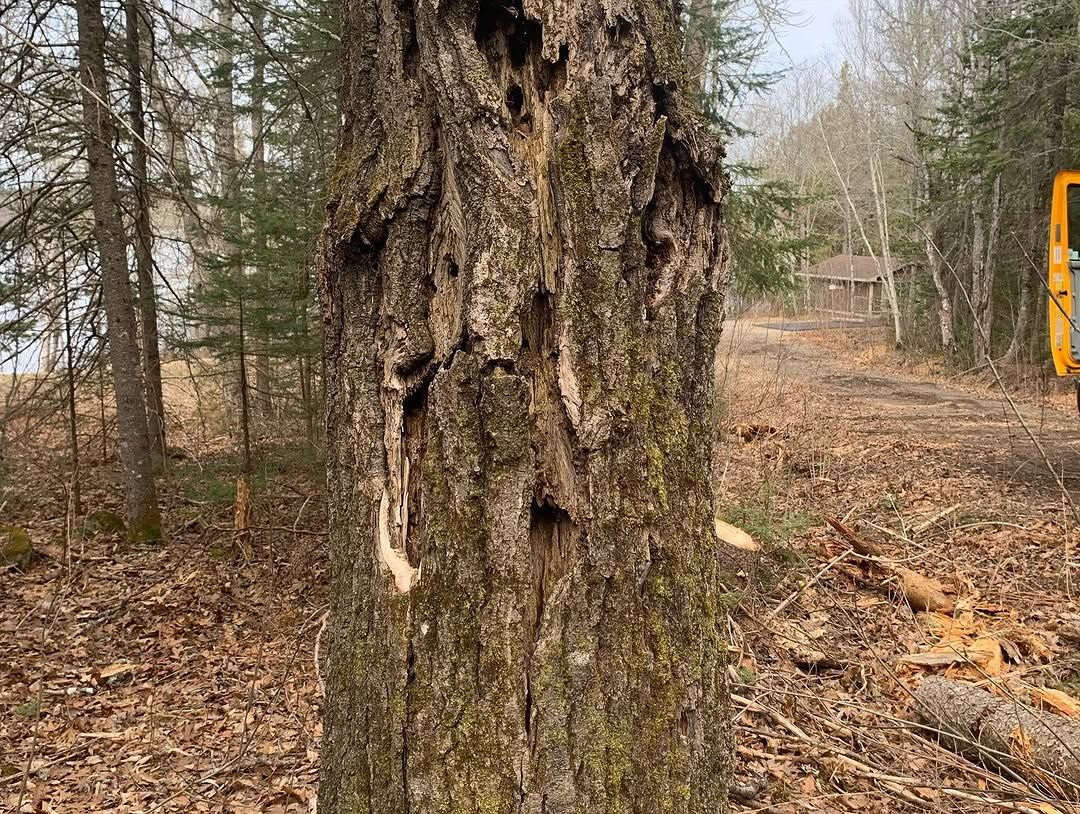 Gnarly old trunk taken down in the woods