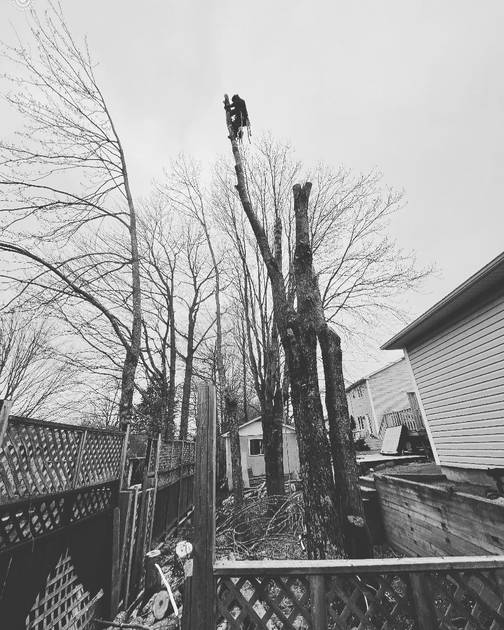 Hazardous tree removal by a fence line
