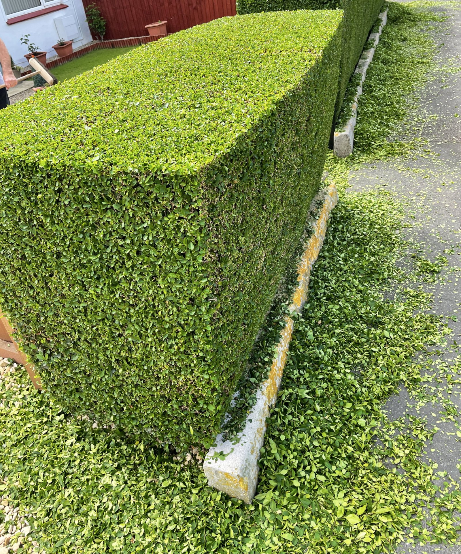 Freshly trimmed boxwood hedge with crisp square edges
