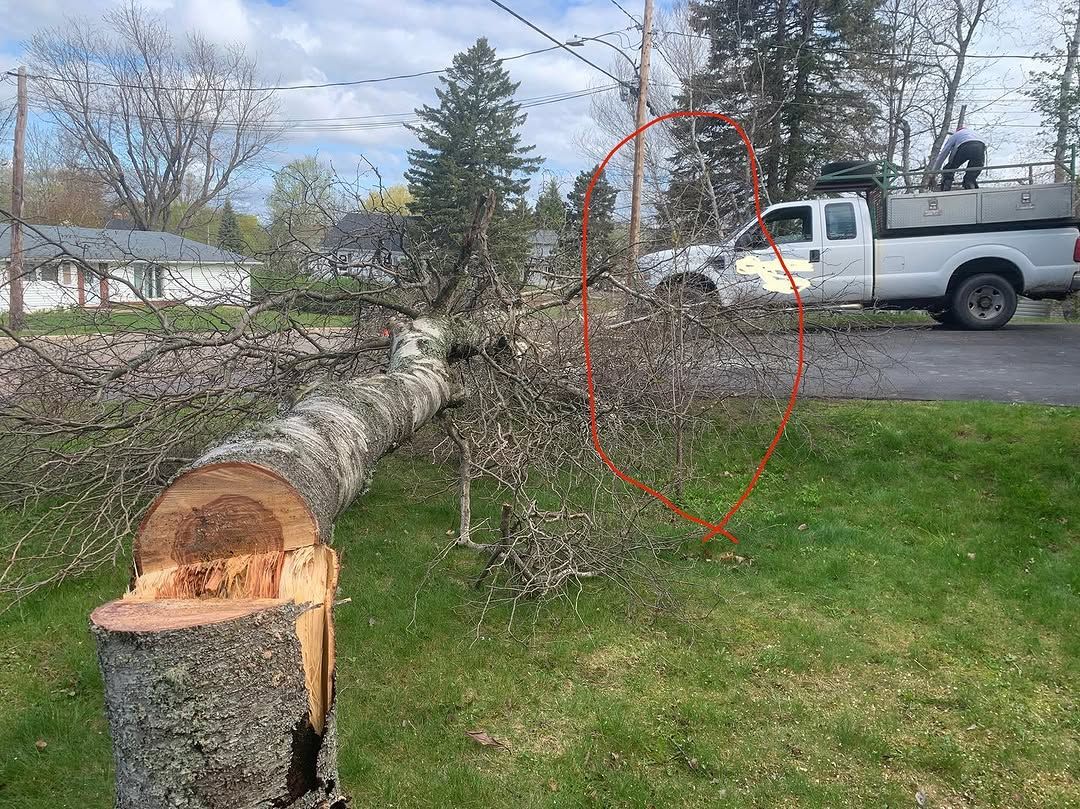 Log bucked up for removal in a driveway