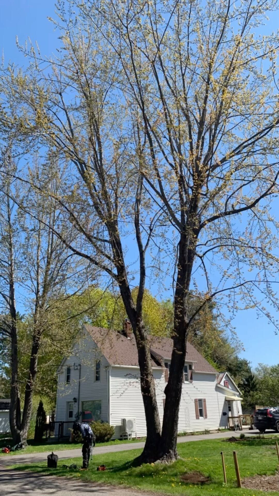 Mature maple beside a home before pruning
