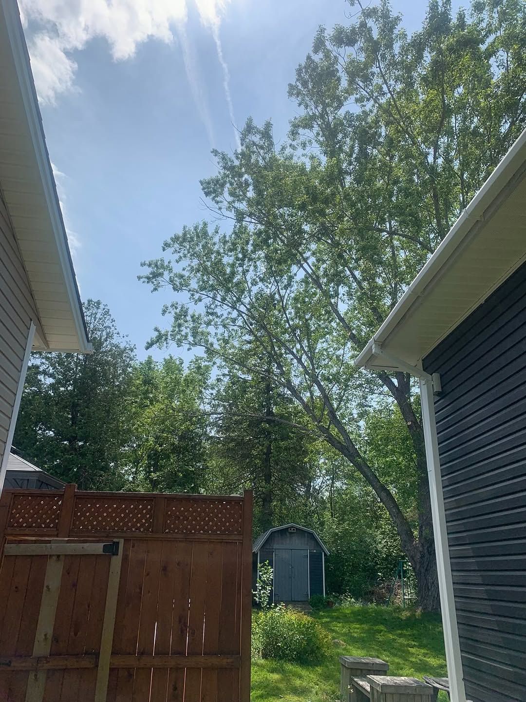 Large maple pruned over a backyard and pool