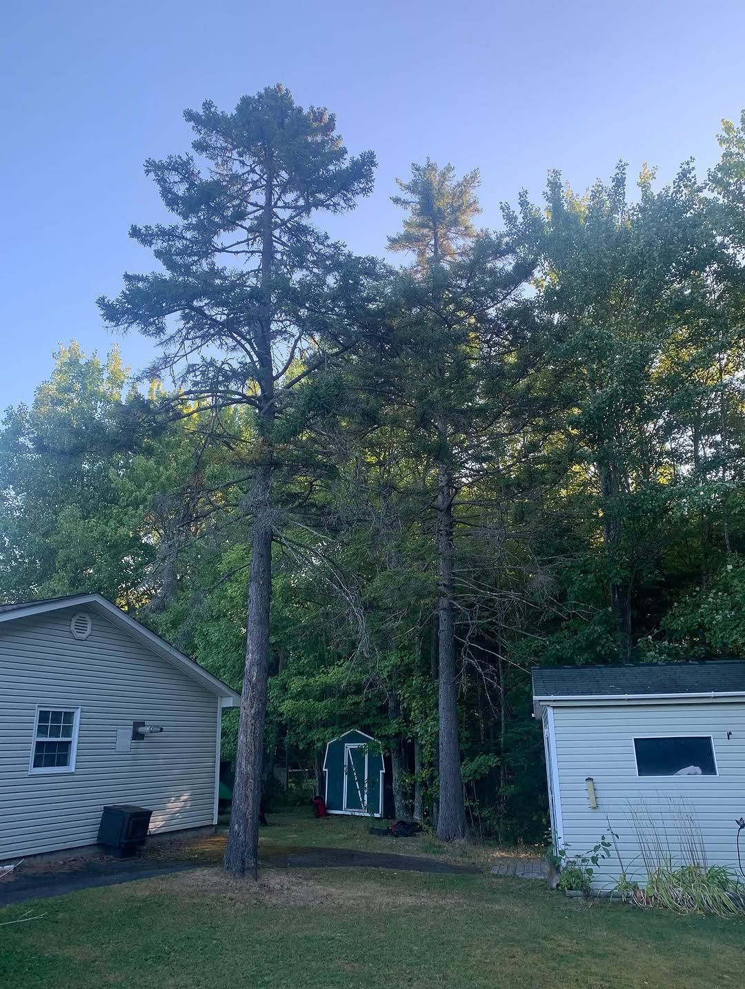 Pine removed from between two sheds