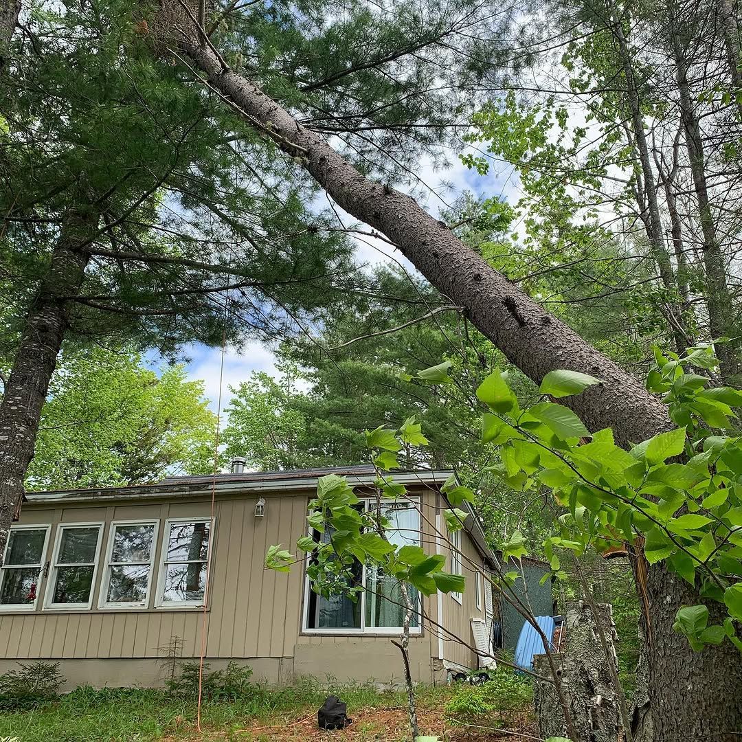 Hazardous pine leaning over a house before removal
