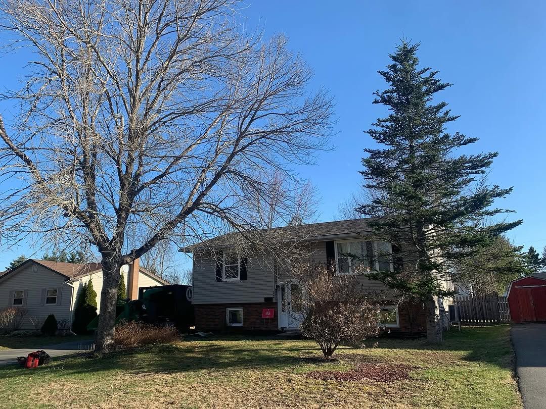 Front yard spruce removal, homeowner kept the wood