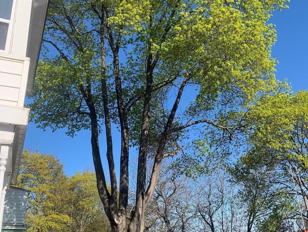Tall maple against a clear blue sky
