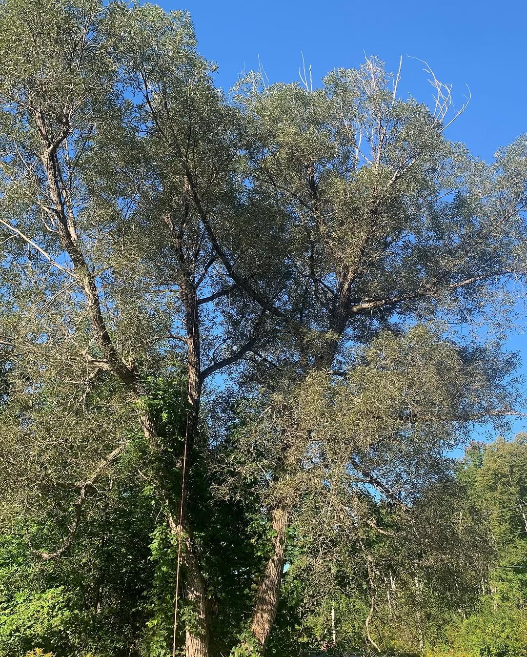 Tall tree takedown in full summer leaf