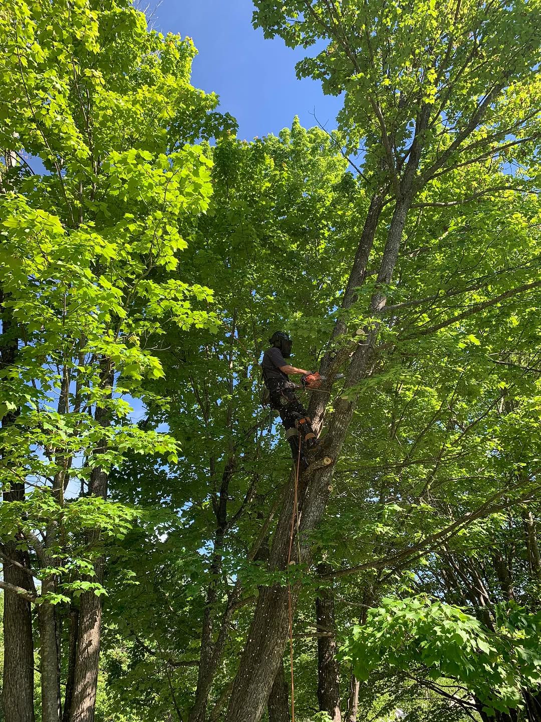 Climber pruning high in a green maple canopy