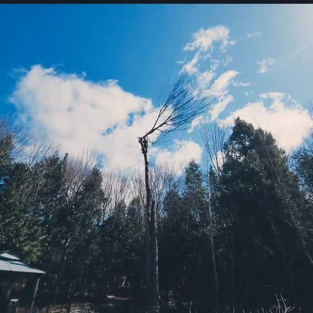 Topped tree trunk against a blue New Brunswick sky
