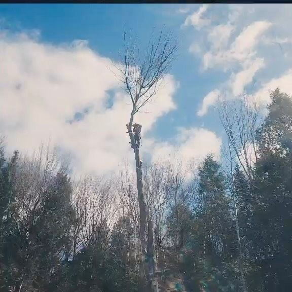 Climber topping a tall pine against the clouds