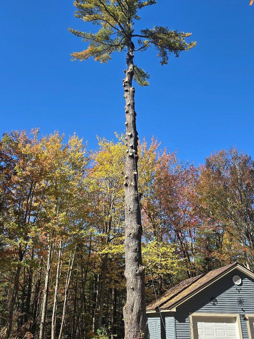 Towering white pine beside a cottage before removal