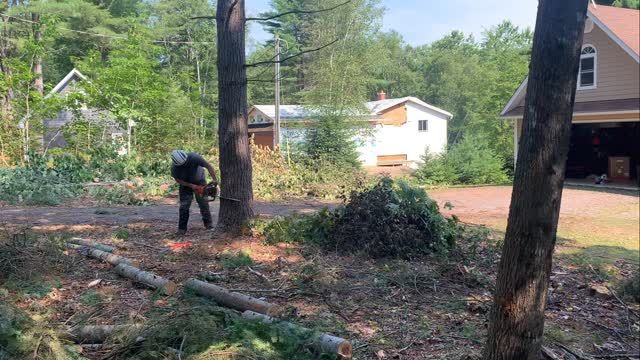 Bucking up a downed tree during yard cleanup